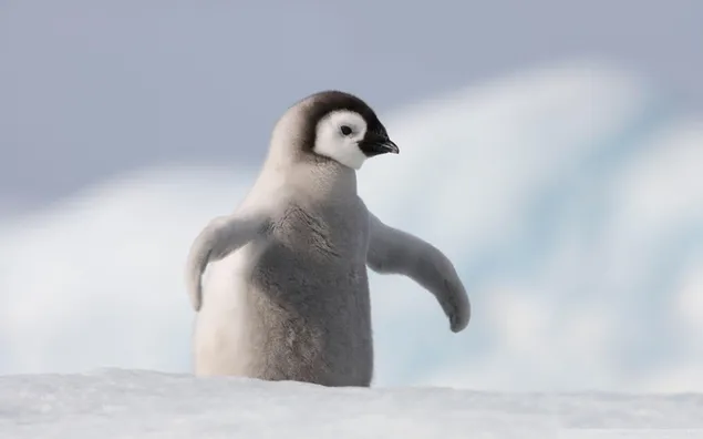 Penguin bayi yang lucu di salju unduhan