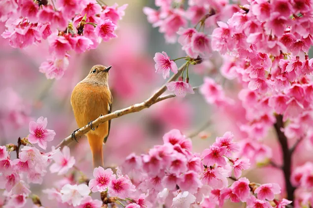 Cute bird in cherry blossoms in spring