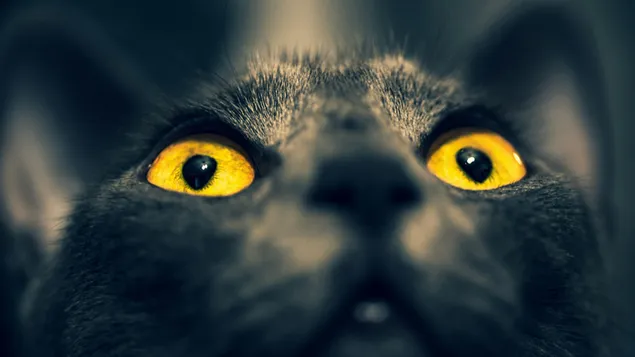 mace e zeze e lezetshme me sy te verdhe shkarkim