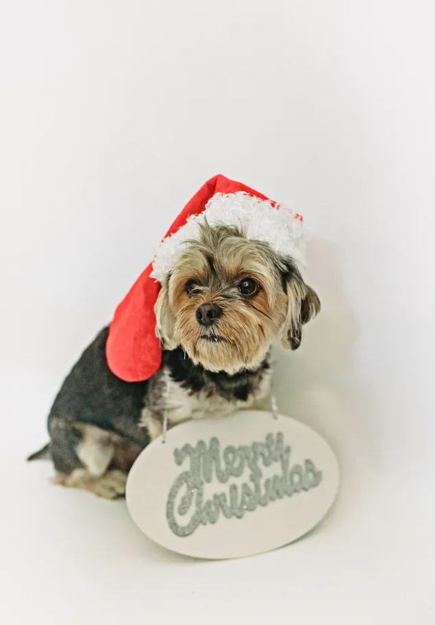 Anjing hitam lucu mengenakan topi Santa dengan kerah ucapan "Selamat Natal"