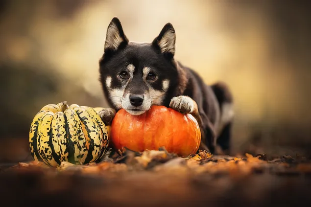 Hình nền Con chó cưng màu đen dễ thương ang bí ngô đã sẵn sàng cho Halloween 2K