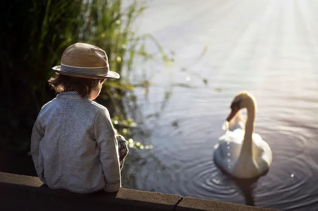 Cute Boy Watching The Swan
