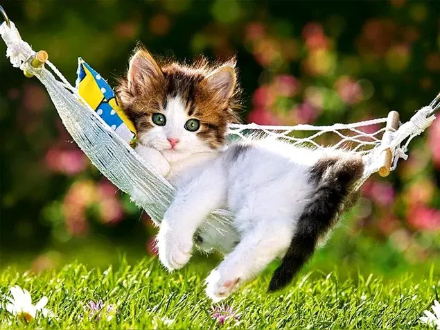 Cute brown and white colored tabby kitten lying in hammock in grass and flowers