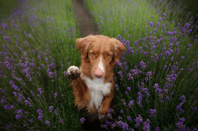 Süße braune schwarze Hundepfote, die auf einem mit Pflanzen bedeckten Blumenfeld sitzt HD Hintergrundbild