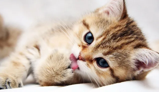 Lindo gatito marrón sacando la lengua 2K fondo de pantalla
