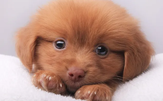 Cute brown puppy download