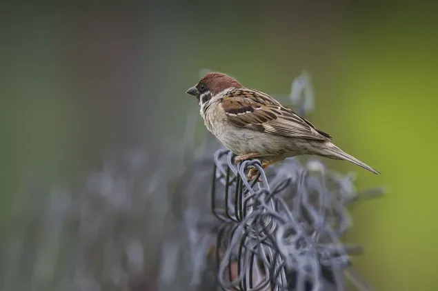 Carino passero marrone in piedi sul filo di acciaio davanti a sfondo sfocato 2K sfondo