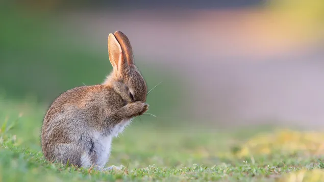 leif huesen deckt hiert gesiicht mat patten op gras virum verschwonnegen hannergrond eroflueden
