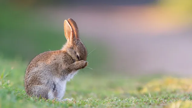 Schattig konijntje dat haar gezicht bedekt met poten op gras voor onscherpe achtergrond