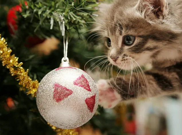muat turun kucing comel dan hiasan krismas