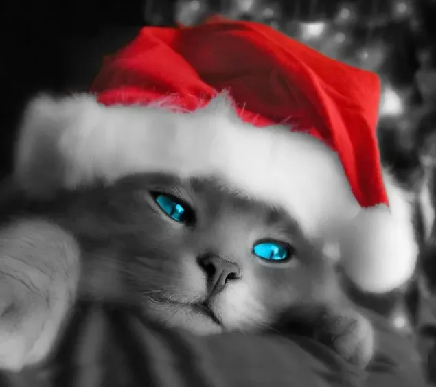 サンタのようなかわいい猫
