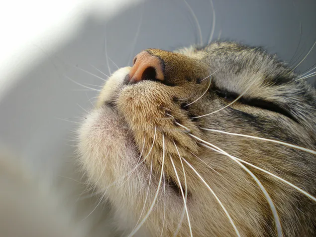 Ke Ai De Mao Guan Bi Xia Zai