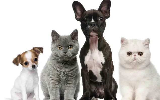 かわいい、猫、犬種、猫、犬、ひげ、子犬、子猫 ダウンロード