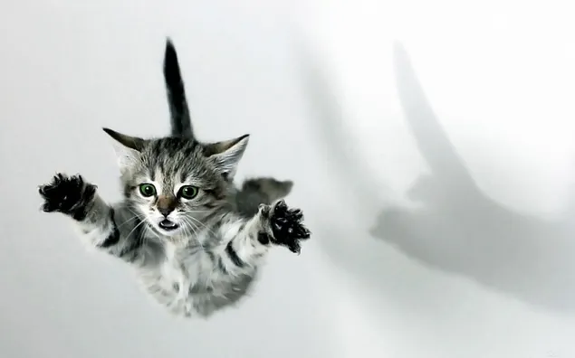 lindo gato volando en el aire en color gris HD fondo de pantalla