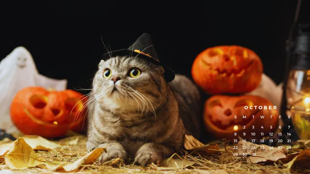 cute cat halloween bild mat engem hexenhut a kurbis eroflueden