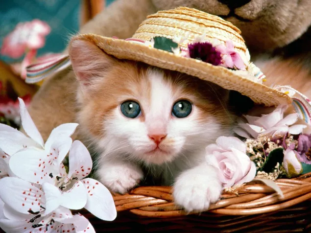 Cute cat in basket