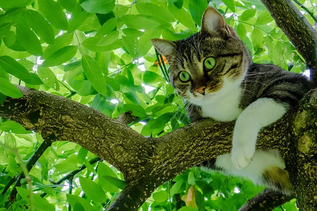 ツリーのかわいい猫 2K 壁紙
