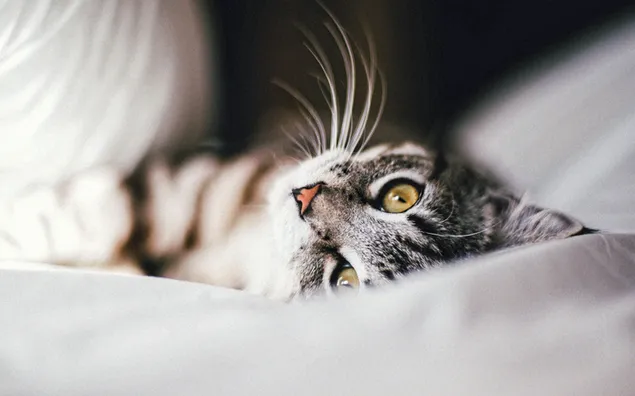 roztomila macka leziaca na posteli stiahnut