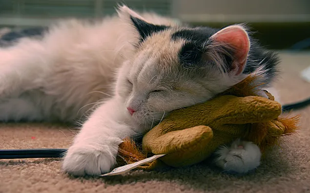 lindo gato durmiendo en un juguete HD fondo de pantalla