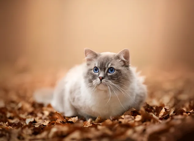 Lindo gato con ojos azules grises y blancos entre hojas de otoño frente a un fondo borroso