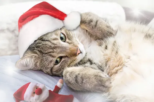 Милий кіт з новорічним червоним капелюхом Санта-Клауса завантажити