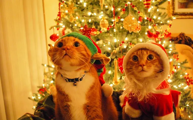 Cute cats in christmas holiday HD wallpaper download