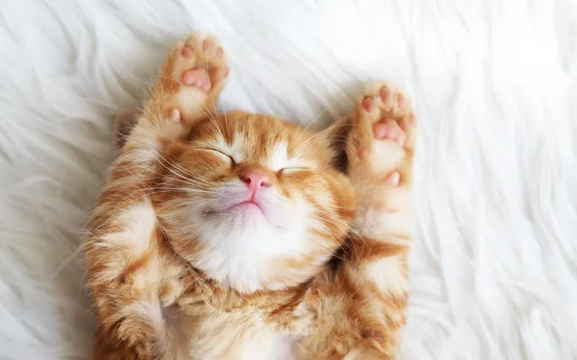 Nettes aufgerolltes Kätzchen, das auf weißem Bett schläft 4K Hintergrundbild