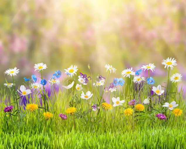 Leuke kleurrijke bloemen bloeien in de lente download