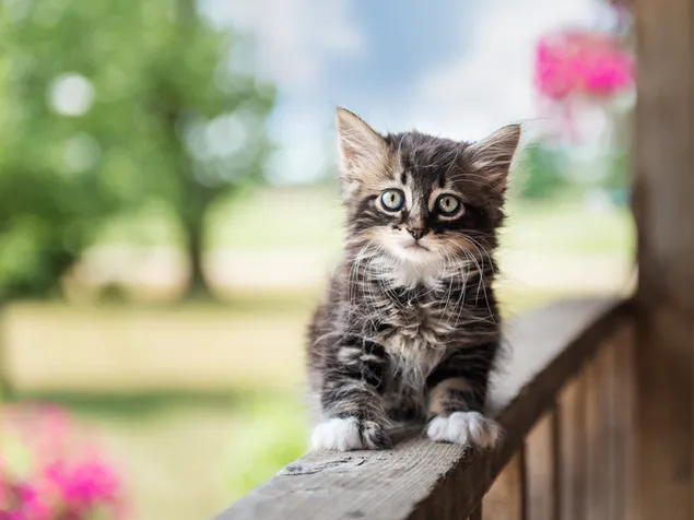 Lindo gatito confundido 2K fondo de pantalla