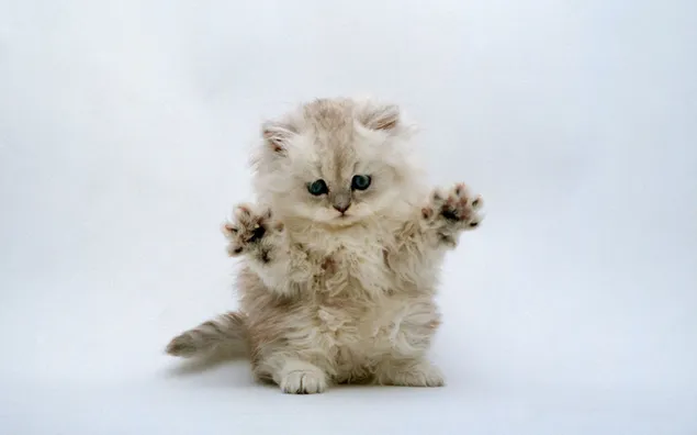 Cute cream kitten sitting up and paws up download