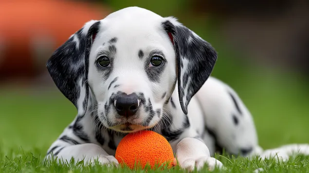Tapeta Roztomilé dalmatinské štěně relaxuje s míčkem v trávě 2K