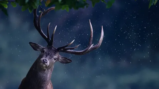 Lindo ciervo mirando a la cámara bajo las hojas de los árboles por la noche bajo el cielo estrellado