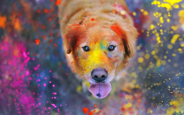 Sød hund, der fejrer Happy Holi festival 2K tapet