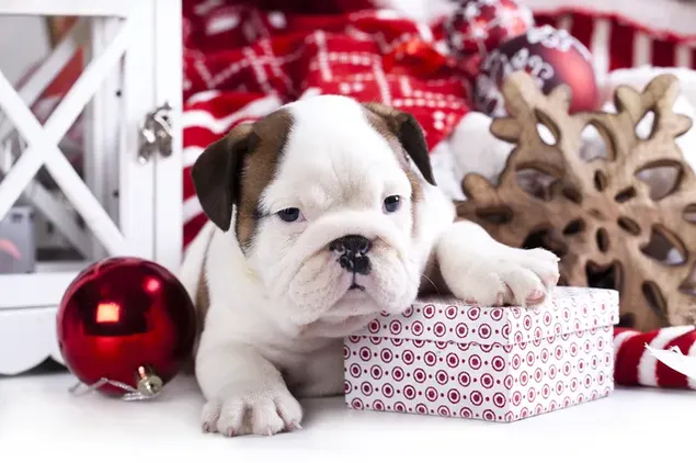 Lindo perro regalo de Navidad 4K fondo de pantalla