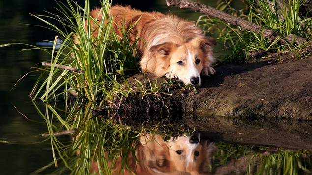 Lindo perro en el río 2K fondo de pantalla