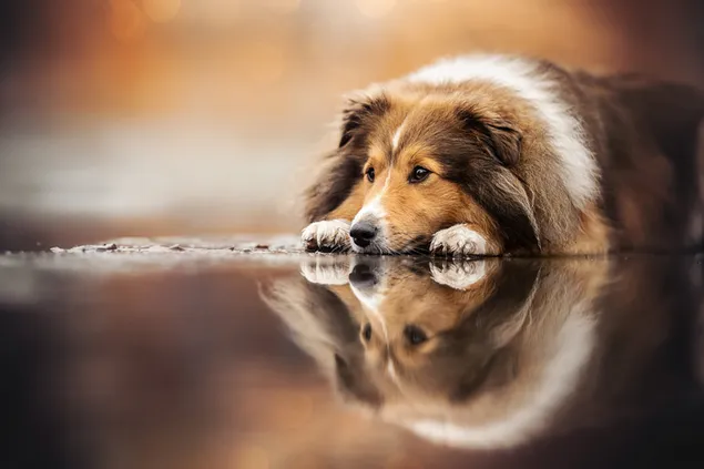 Lindo perro reflejado en el agua descargar