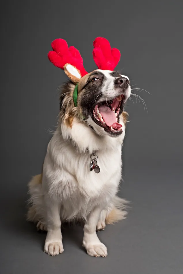 休日にクリスマスの鹿の角を身に着けているかわいい犬