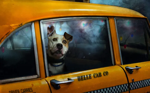 Lindo perro con una mirada confundida en un taxi amarillo 2K fondo de pantalla