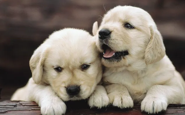 Cute, doggie, dogs, puppies download