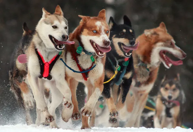 Милі собаки тягнуть упряжки, які забезпечують пересування по снігу взимку завантажити