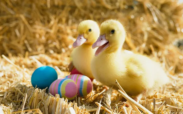 Милі качині яйця, пофарбовані до свята Великодня завантажити