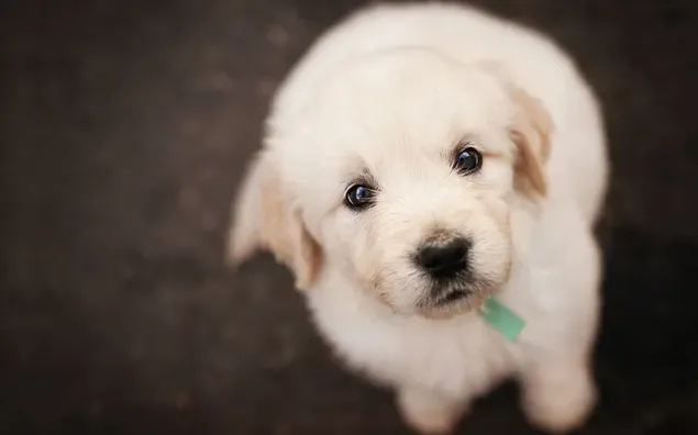 Cute gaze of cream-colored Golden retriever puppy puppy download
