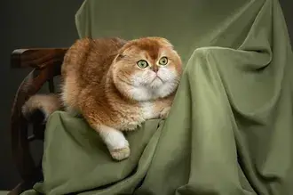 의자에 귀여운 고양이의 귀여운 시선 2K 배경화면