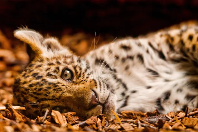 Netter Blick des Leopardenjungen