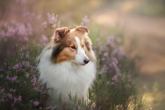 Cute gaze of shetland sheepdog in front of fluffy plant flowers