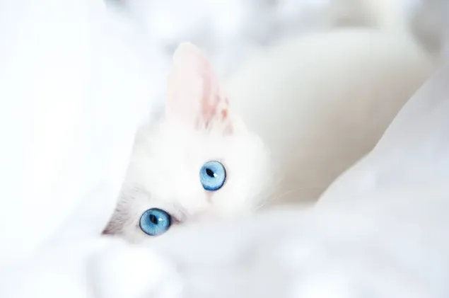 Schattige blikken van een wit poesje met blauwe ogen tussen de witte lakens