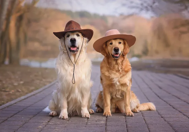 Schattige gouden honden met cowboyhoeden HD achtergrond