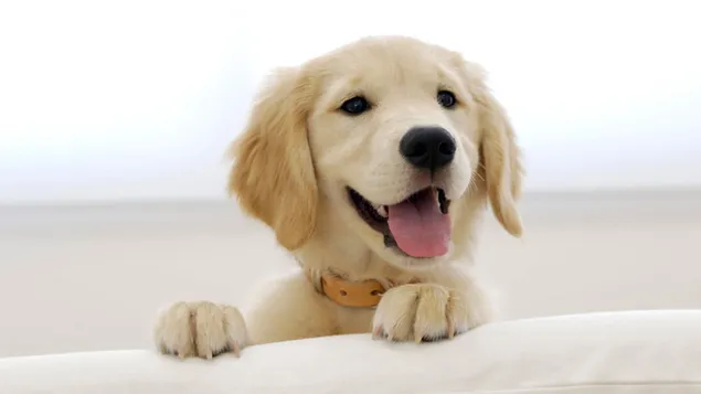 Lindo cachorro dorado asomándose desde el sofá 4K fondo de pantalla