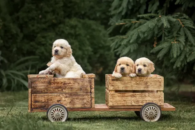Schattige Golden Retriever-puppy's in een houten kistkar