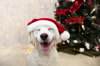 simpatichnaya zolotaya shlyapa santa skachat'